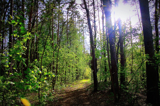 Nauczyciel/ka na wychodnym. Przygotowanie do regularnych zajęć w terenie